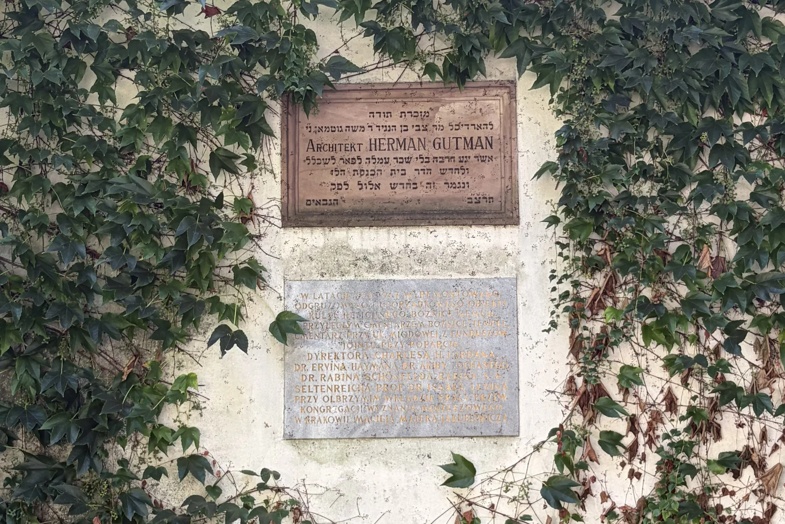 Memorial plaques among ivy commemorating the restoration of a Jewish cemetery, including architect Herman Gutman